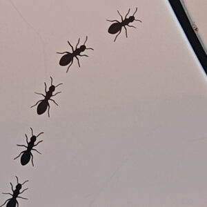 Mravenci (20ks) - samolepka z fólie